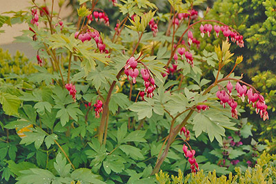 Wir empfangen unsere Gäste mit Herz