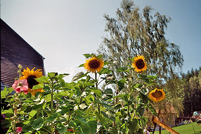 Sommerliche Farbenpracht in unserem Bauerngarten