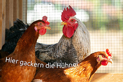Hier gackern die Hühner