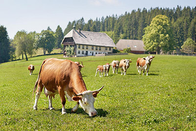 Im Schwarzwald ist das Gras besonders saftig
