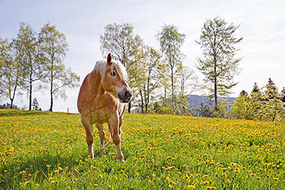 Im Sommermärchen darf das Pferd natürlich nicht fehlen