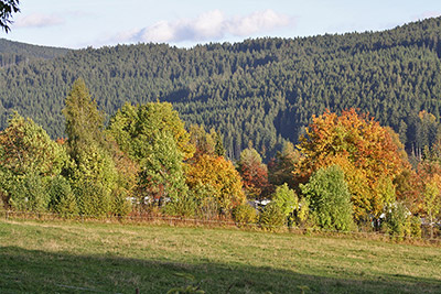 Richtung Herbst trumpfen die Bäume mit ihren bunten Farben auf
