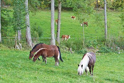 Ein Paradies für Mensch und Tier gleichermaßen