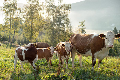 Morgenstimmung auf der Kuhweide