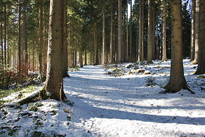 Wandern durch den Winterwald