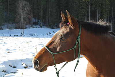Auch unsere Vierbeiner freuen sich über den Schnee