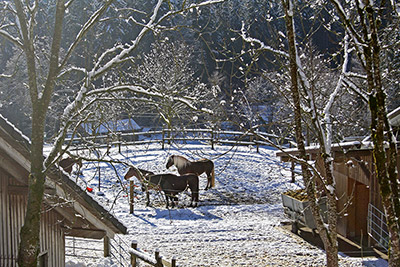 Auch unsere Vierbeiner freuen sich über den Schnee